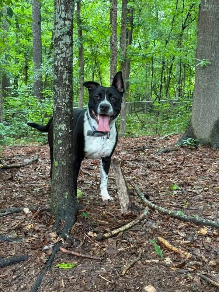A young large-sized male Cattle Dog dog named Archie for adoption in Covington, GA
