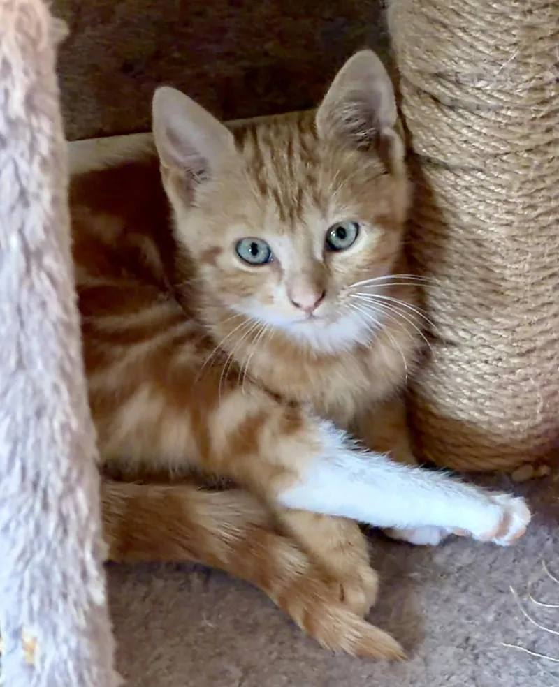 A baby medium-sized female American Shorthair cat named Chili for adoption in Roanoke, AL