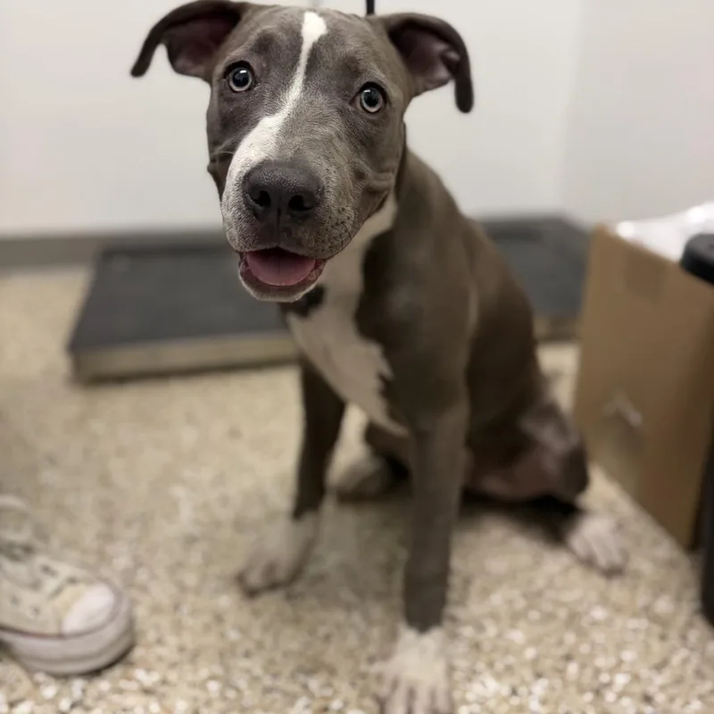 Puppy