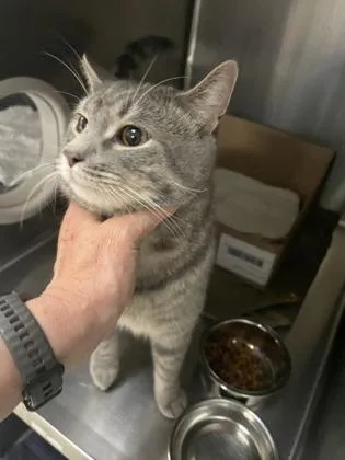 An adult medium-sized male Domestic Short Hair cat named Karl for adoption in Washington, DC