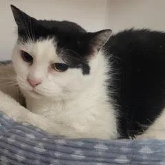 An adult large-sized female Black Domestic Short Hair cat named IsabellaAKA Bella for adoption in Green Valley, AZ