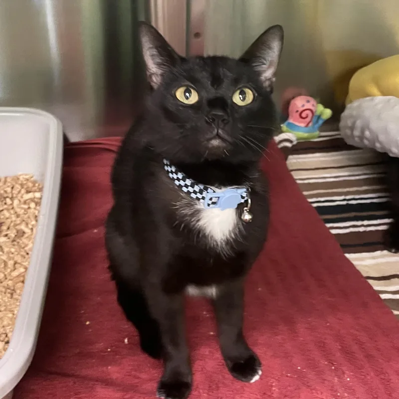 A baby small-sized female Domestic Short Hair cat named Costella for adoption in Greenbelt, MD