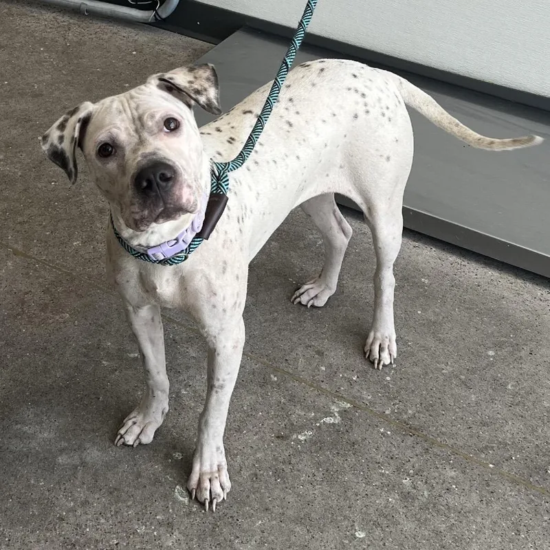 An adult medium-sized female White / Cream Mixed Breed dog named 110421 for adoption in Las Cruces, NM