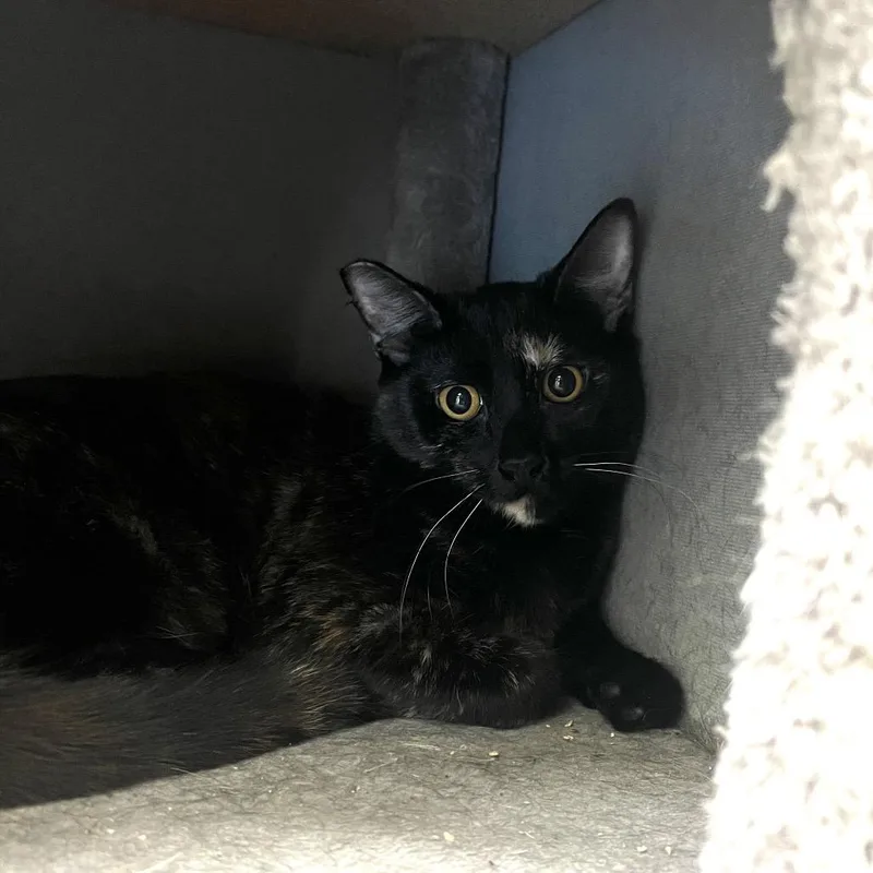 A young medium-sized female Tortoiseshell Domestic Short Hair cat named Hattie for adoption in Las Vegas, NV