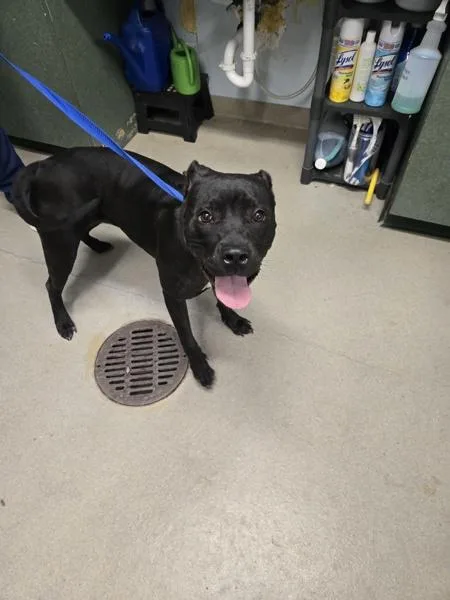 A young medium-sized female Pit Bull Terrier dog named Tru for adoption in Millersville, MD