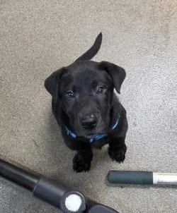Puppa
