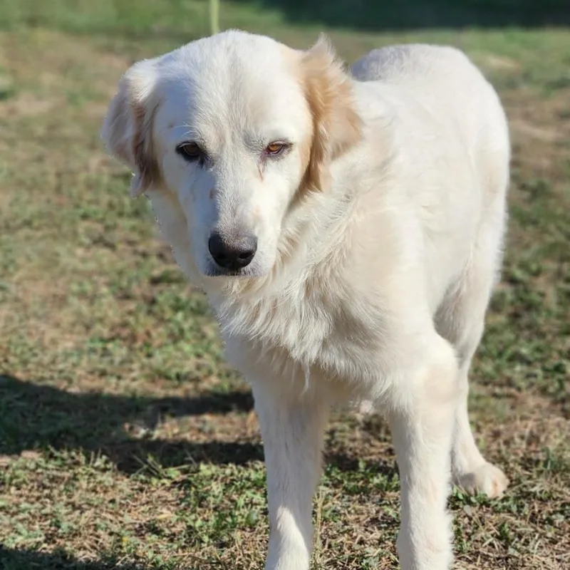 Apollo Jum thumbnail 2