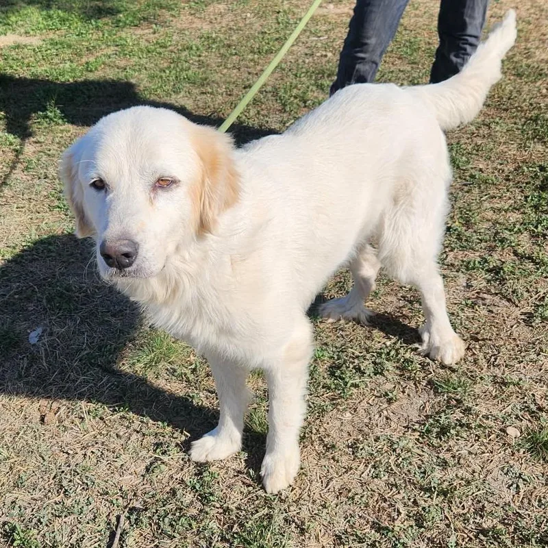 Apollo Jum thumbnail 3