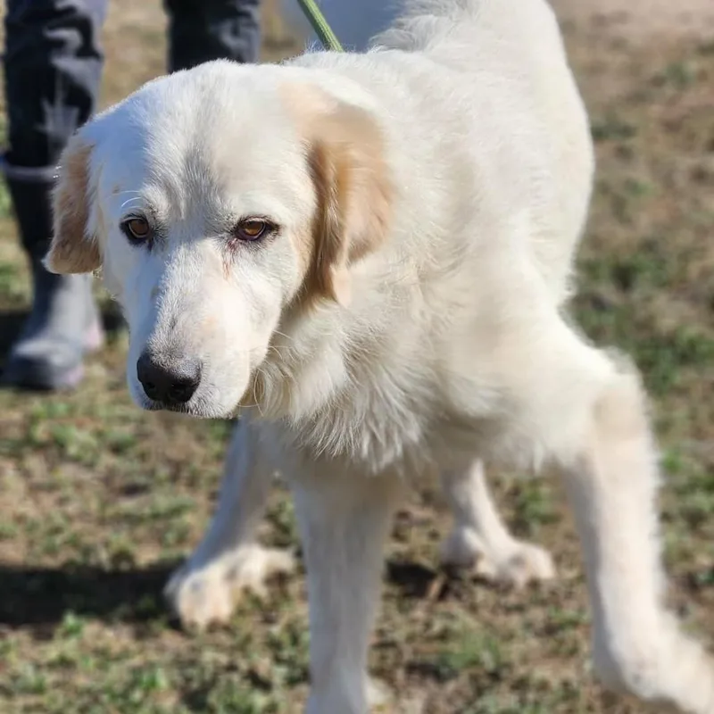 Apollo Jum thumbnail 4