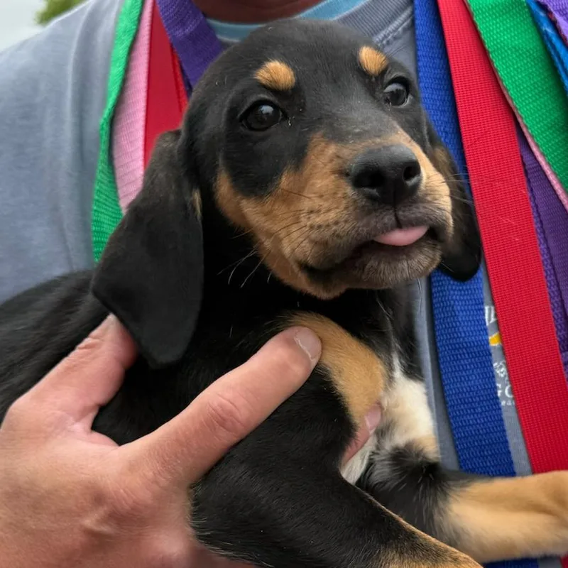 A baby small-sized female Black Mixed Breed dog named Pugster for adoption in Rockville, MD