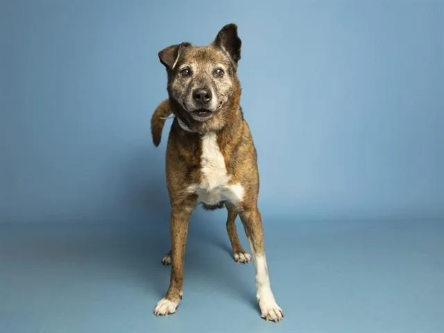 A senior large-sized female German Shepherd Dog dog named Nicky for adoption in Phoenix, AZ