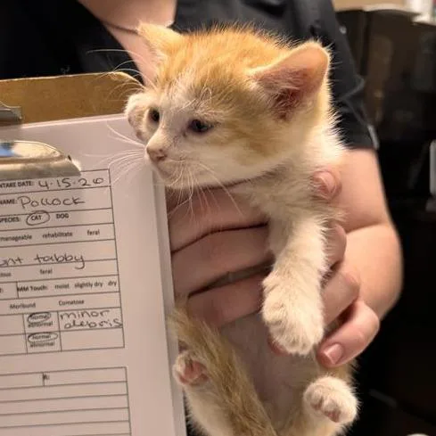 A baby small-sized male Orange / Red Domestic Short Hair cat named Pollock for adoption in Tempe, AZ