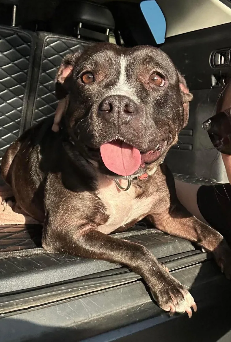 An adult medium-sized female Black Pit Bull Terrier dog named Dumpling for adoption in Yonkers, NY