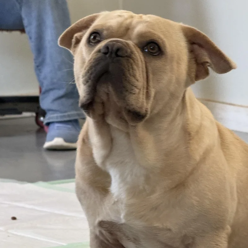 An adult medium-sized male French Bulldog dog named Hudson for adoption in Oak Bluffs, MA