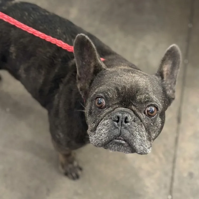 An adult small-sized female French Bulldog dog named Scarlette for adoption in Portland, ME