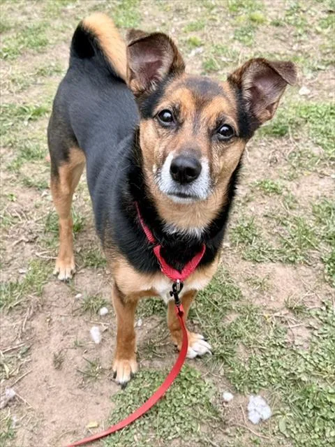 An adult medium-sized male Parson Russell Terrier dog named Sparky for adoption in Dedham, MA