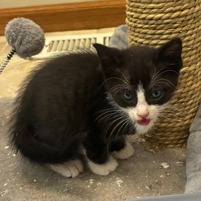 A baby small-sized male Black Domestic Short Hair cat named Bowan for adoption in Carmel, IN