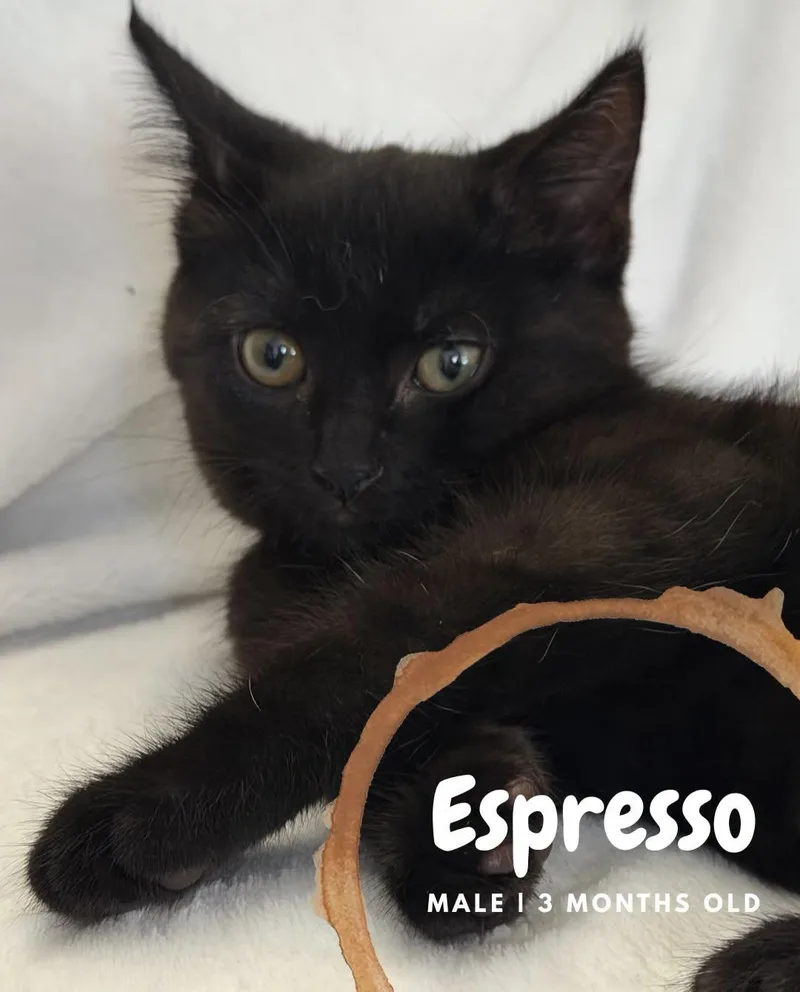 A baby medium-sized male Black Domestic Short Hair cat named Espresso for adoption in McDonald, PA