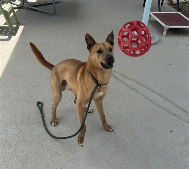 A young large-sized male German Shepherd Dog dog named Simba for adoption in Charlotte, NC