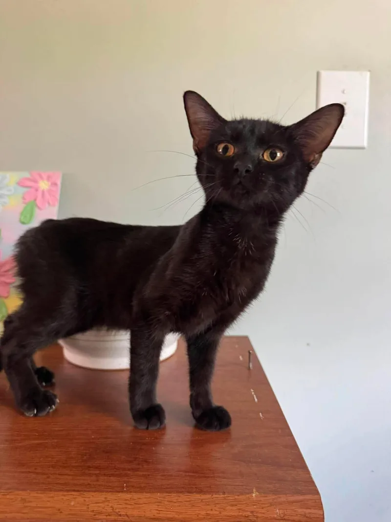 A young medium-sized female Black Domestic Short Hair cat named Puma for adoption in Marion, IN