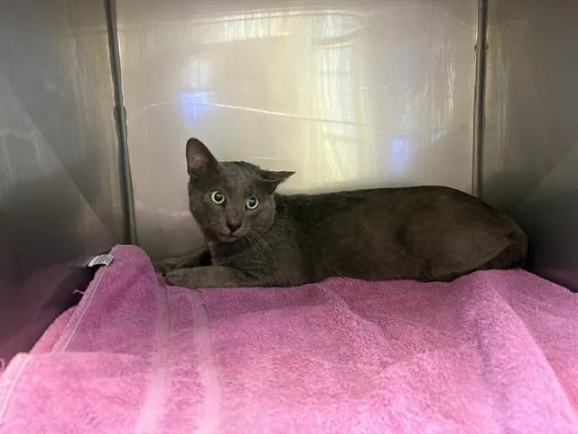 A young medium-sized male Domestic Short Hair cat named Beckett for adoption in Santa Cruz, CA