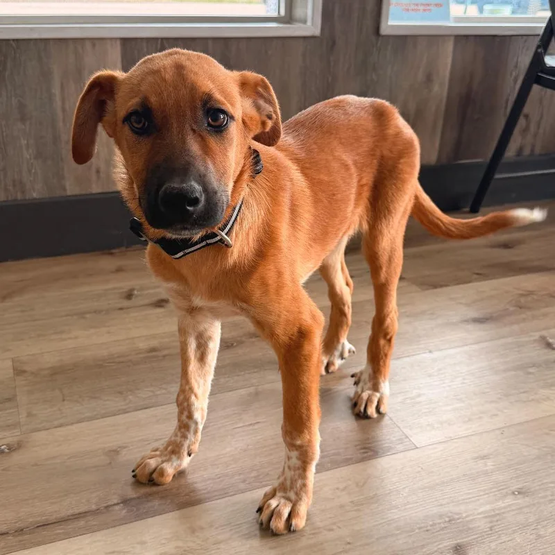 A baby medium-sized male Yellow / Tan / Blond / Fawn Doberman Pinscher dog named Spritz for adoption in Idaho Falls, ID