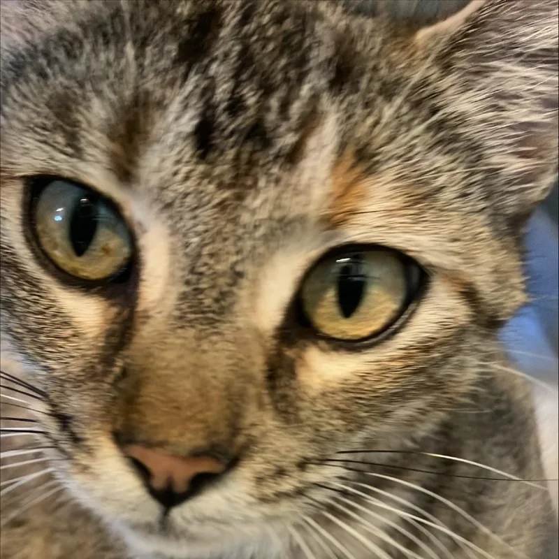 A young medium-sized female Gray / Blue / Silver Domestic Short Hair cat named Polka Dot for adoption in Freeport, FL