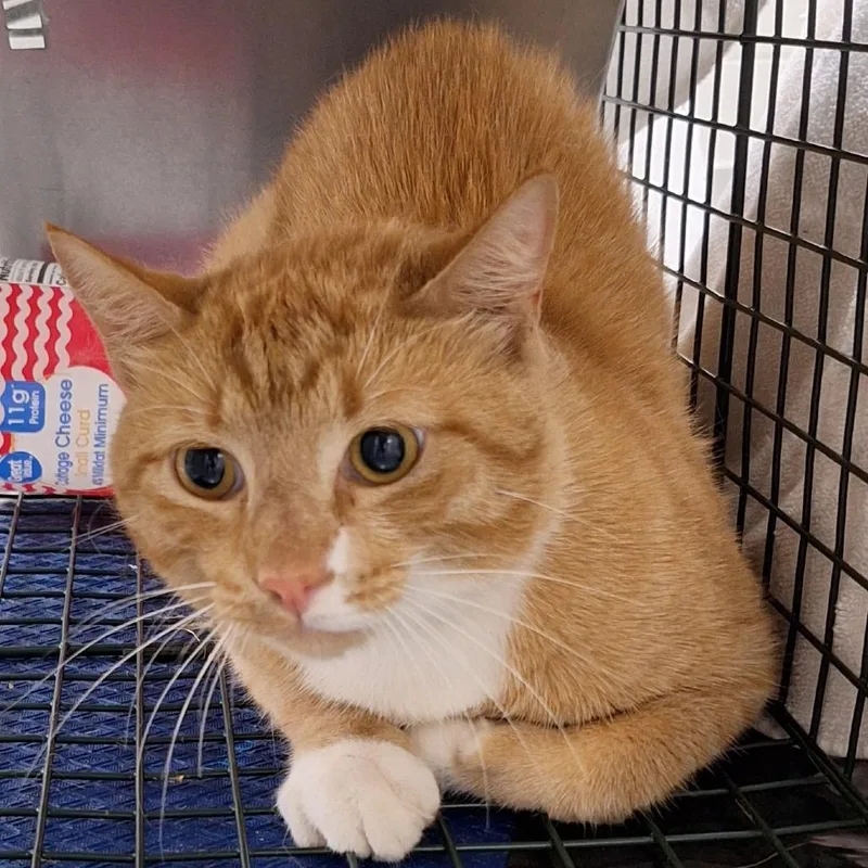 An adult small-sized male Buff / Tan / Fawn Domestic Short Hair cat named Goliath for adoption in Montgomery, AL