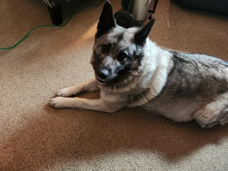 An adult medium-sized female Black Norwegian Elkhound dog named Piper for adoption in White Oak, PA