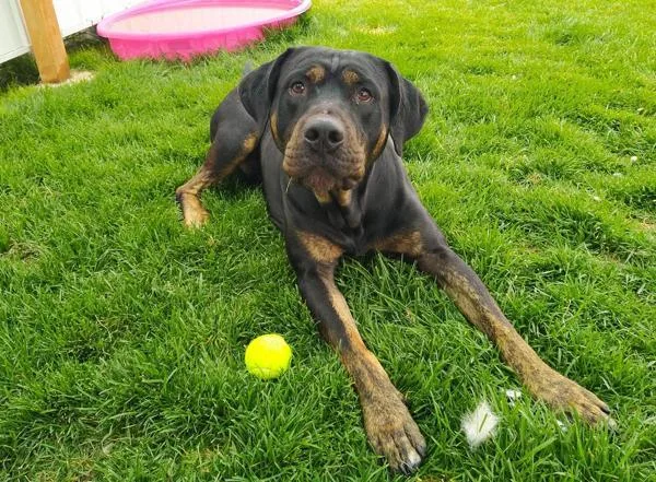 An adult large-sized male Rottweiler dog named Cleetus for adoption in Pocatello, ID