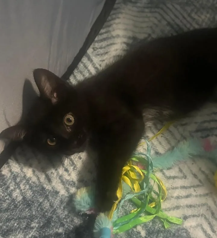 A baby medium-sized female Domestic Short Hair cat named Honeybee for adoption in Hamilton, OH