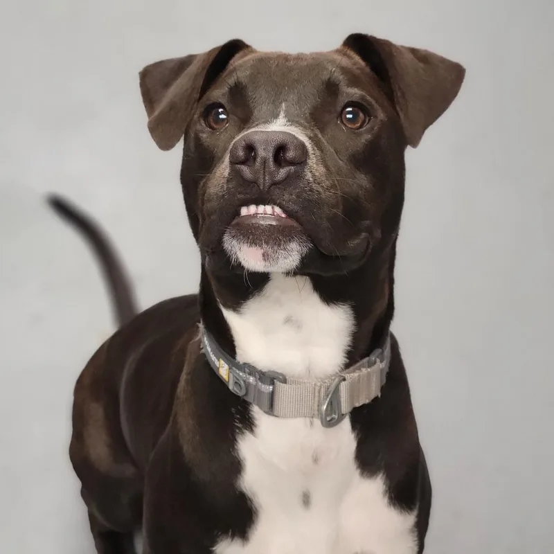 A young medium-sized male Black Mixed Breed dog named Randy for adoption in Sarasota, FL