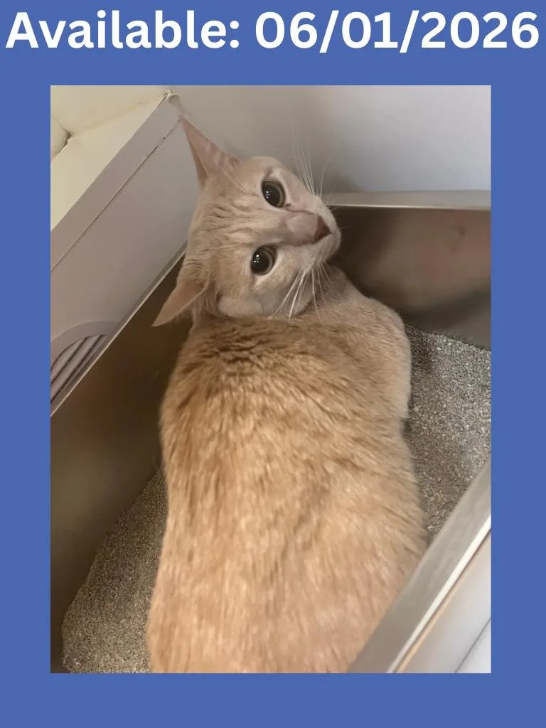 Cat Condo