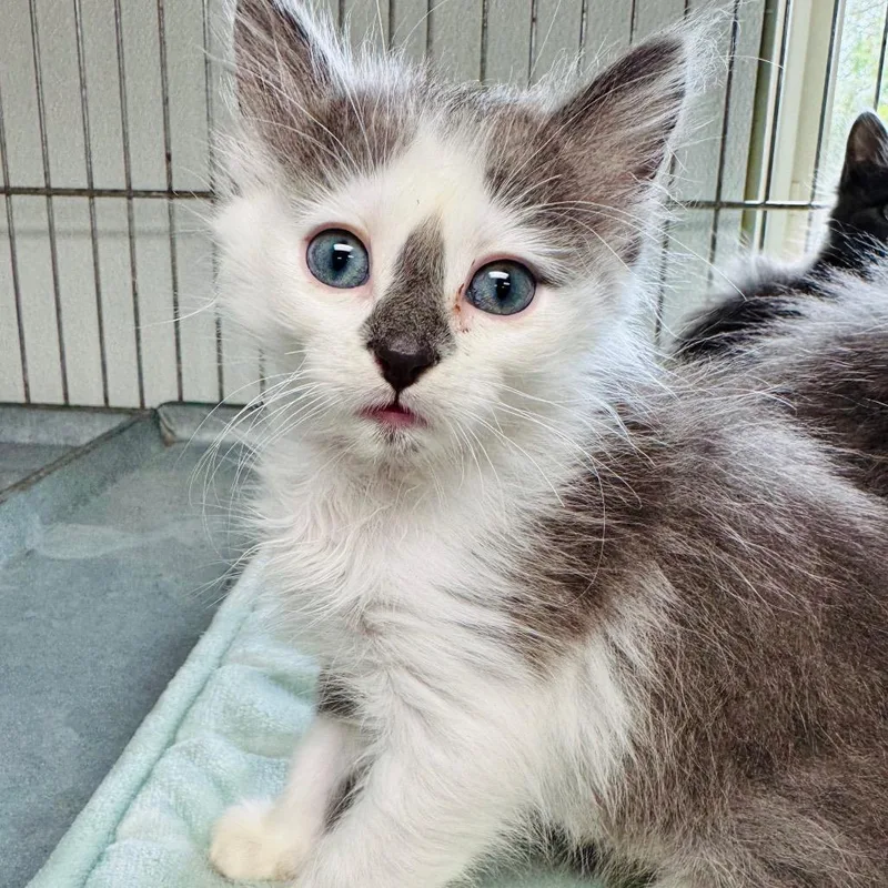 A baby small-sized male Gray / Blue / Silver Domestic Long Hair cat named Buttons for adoption in Lebanon, MO