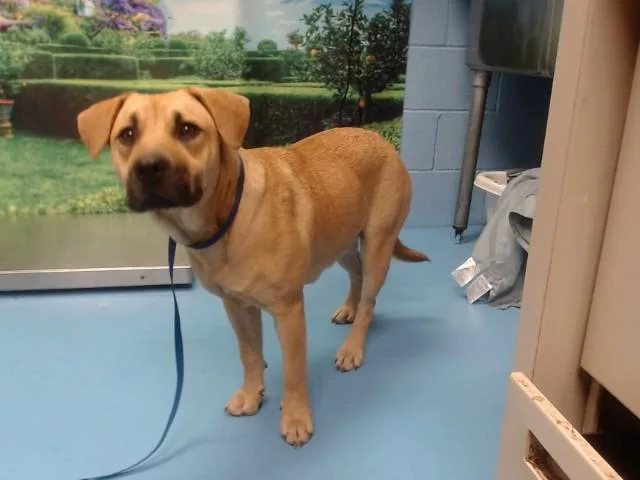 A young medium-sized female Pit Bull Terrier dog named Chata for adoption in Moreno Valley, CA