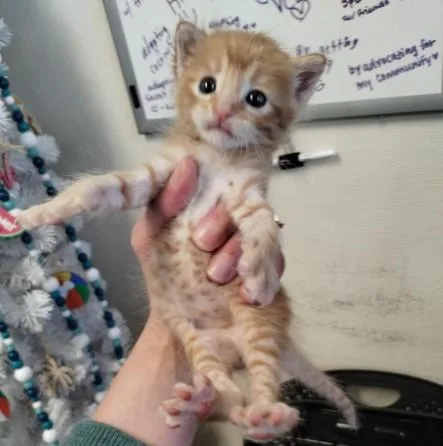 A baby small-sized male Domestic Medium Hair cat named Daryl for adoption in Alameda, CA