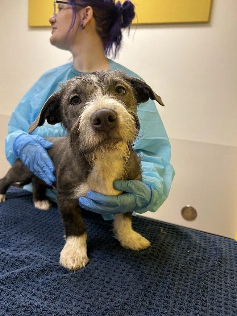 A baby small-sized male Gray / Blue / Silver Mixed Breed dog named Bluey for adoption in Raleigh, NC
