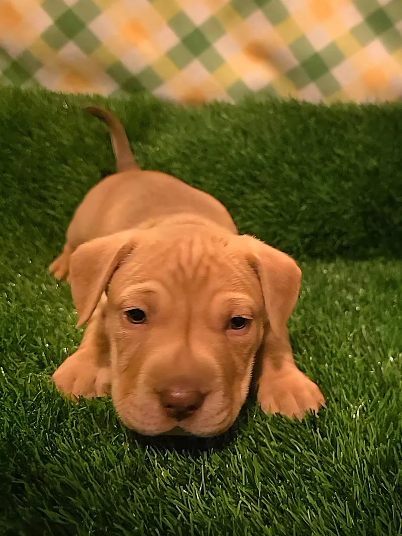 Iron Man thumbnail 4