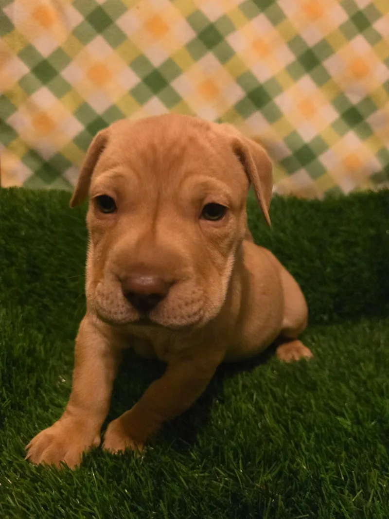 Iron Man thumbnail 5