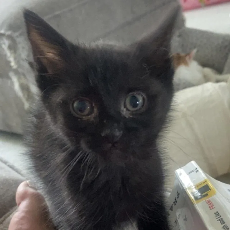 A baby small-sized female Black Domestic Short Hair cat named Lemur for adoption in Chapel Hill, NC