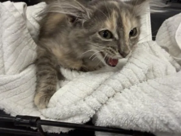 A baby medium-sized female Domestic Long Hair cat named Quinn for adoption in Van Nuys, CA