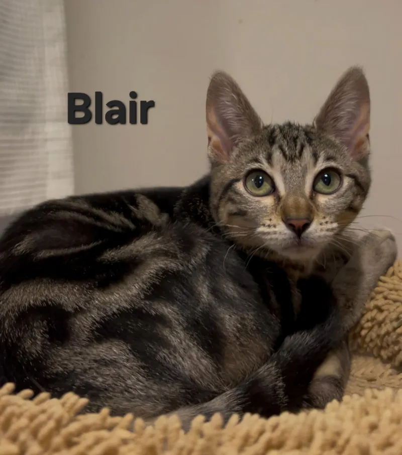 Blair