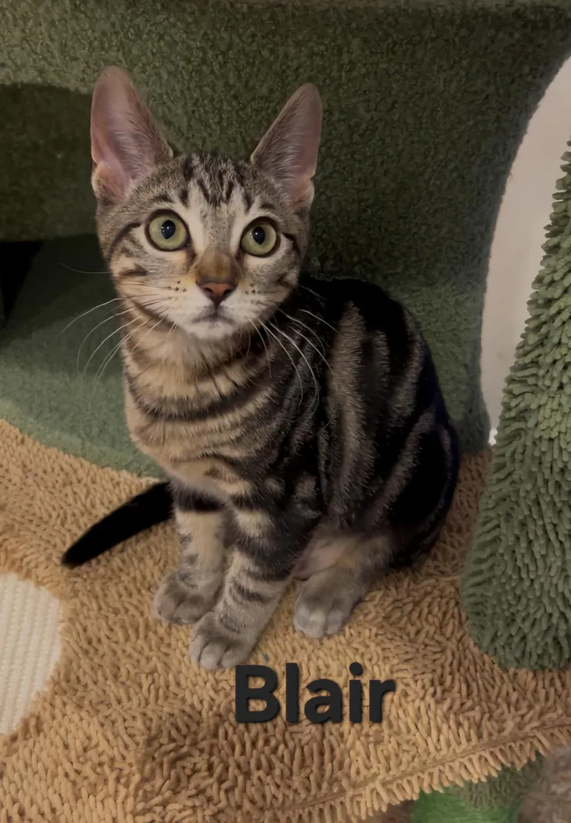Blair thumbnail 2