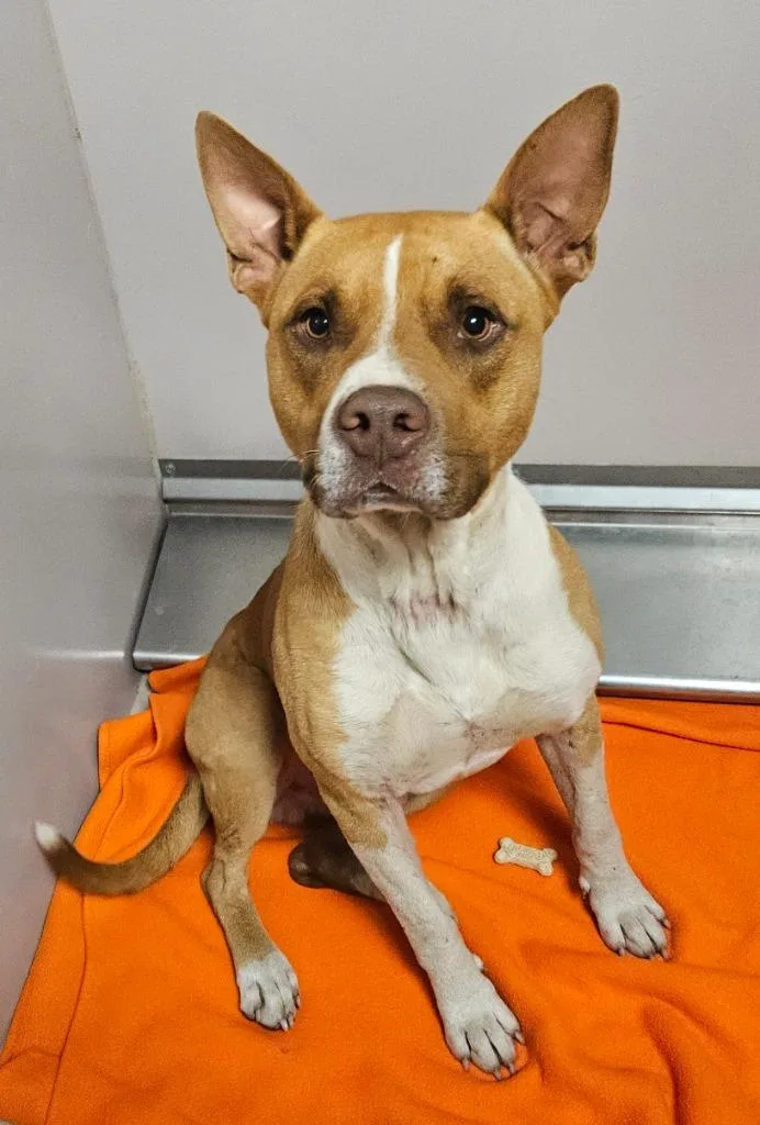 A young medium-sized male Shepherd dog named Odin for adoption in Sherwood, AR