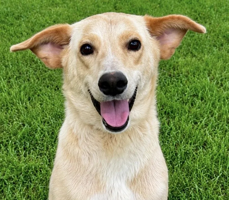 A young medium-sized female Carolina Dog dog named Goldie for adoption in Washington, DC