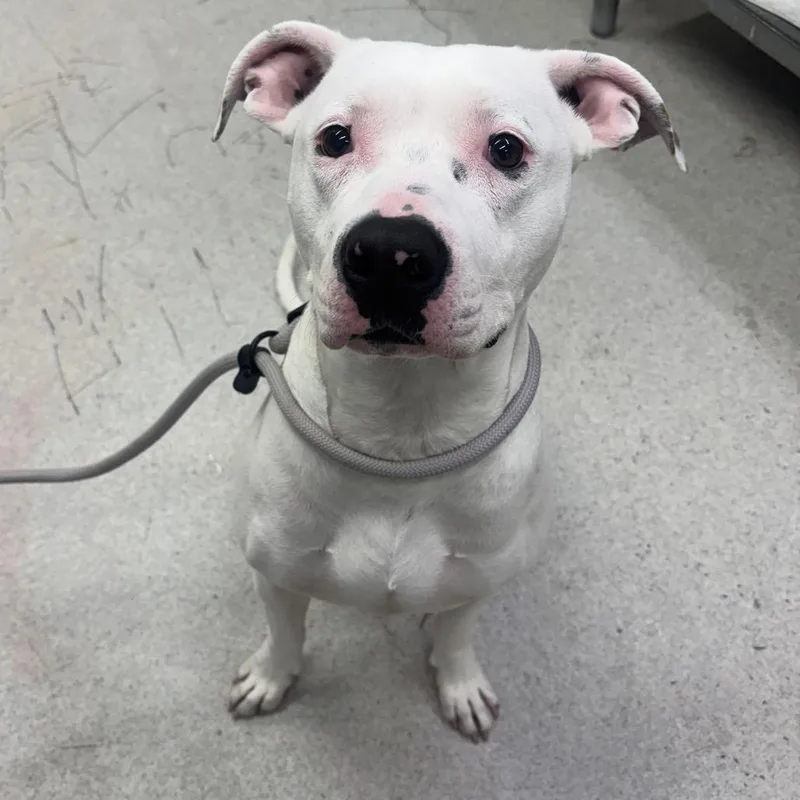 An adult large-sized female White / Cream Mixed Breed dog named Breve for adoption in Spokane, WA