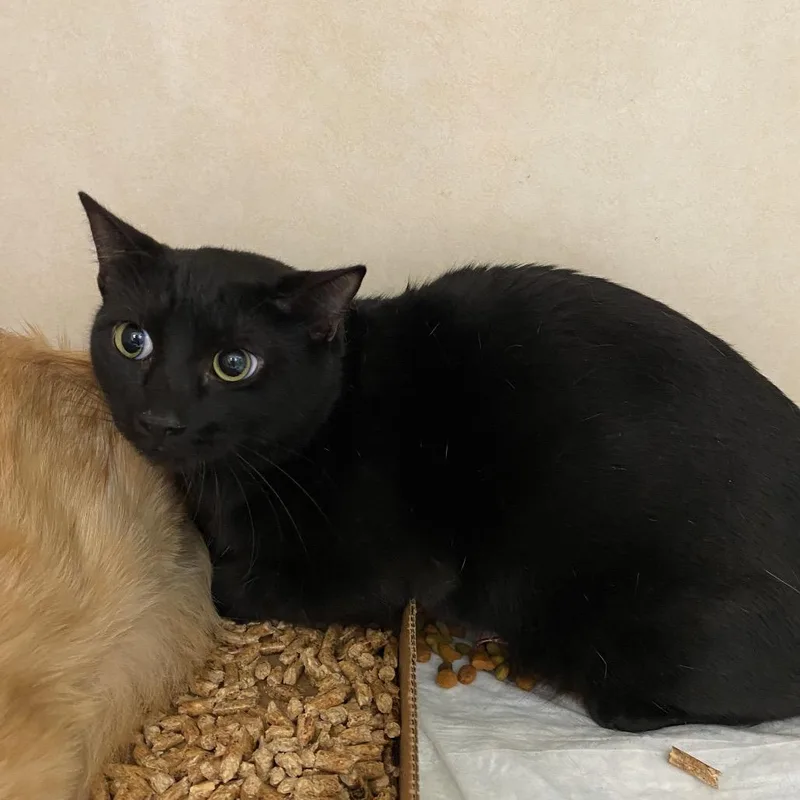 A young large-sized male Black Domestic Short Hair cat named Shadow for adoption in Westminster, CA
