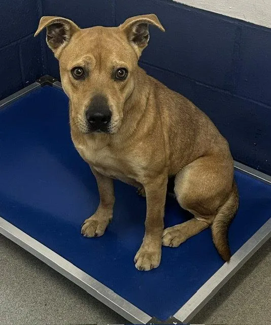An adult medium-sized male Mixed Breed dog named Boy  Years for adoption in Sterling, MA