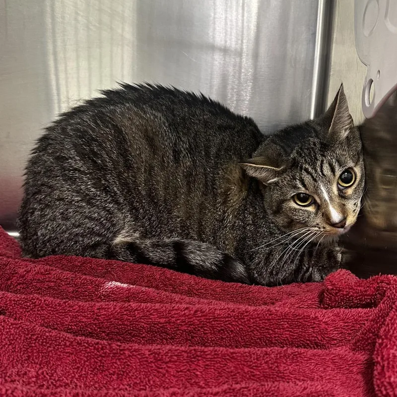 An adult large-sized female Brown / Chocolate Domestic Short Hair cat named Zelda for adoption in Warrensburg, MO