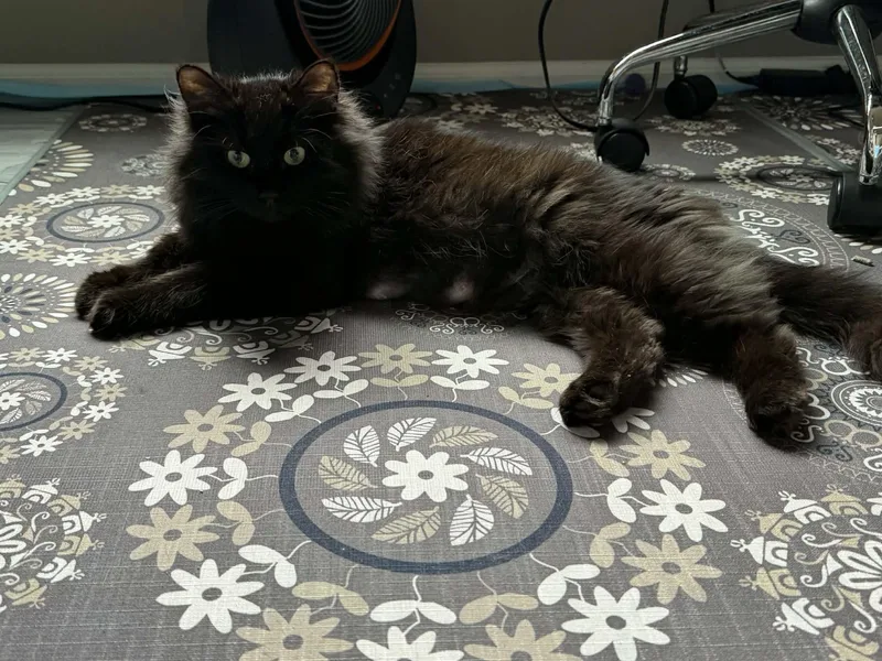 Luna Love thumbnail 2